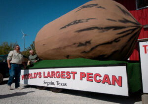 That is a big pecan