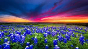 Texas bluebonnets at sunset, deep in the heart of Texas